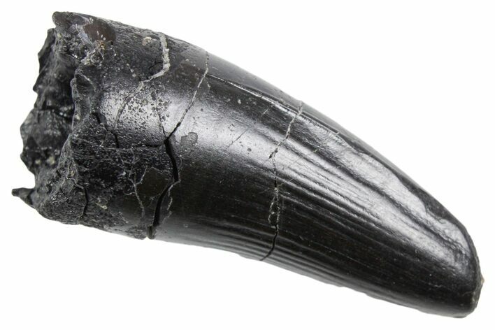 Fossil Crocodyliform (Goniopholidid) Tooth - Wyoming #357011
